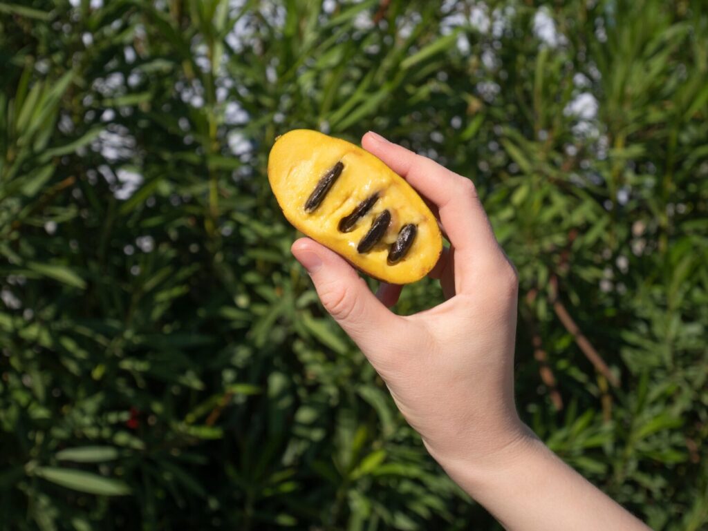 What is a Paw Paw? Discover North America's Largest Fruit