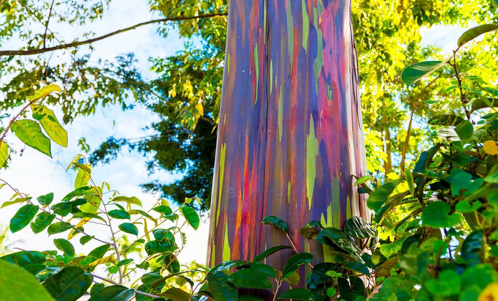 How to Grow a Rainbow Eucalyptus - Your Very Own 