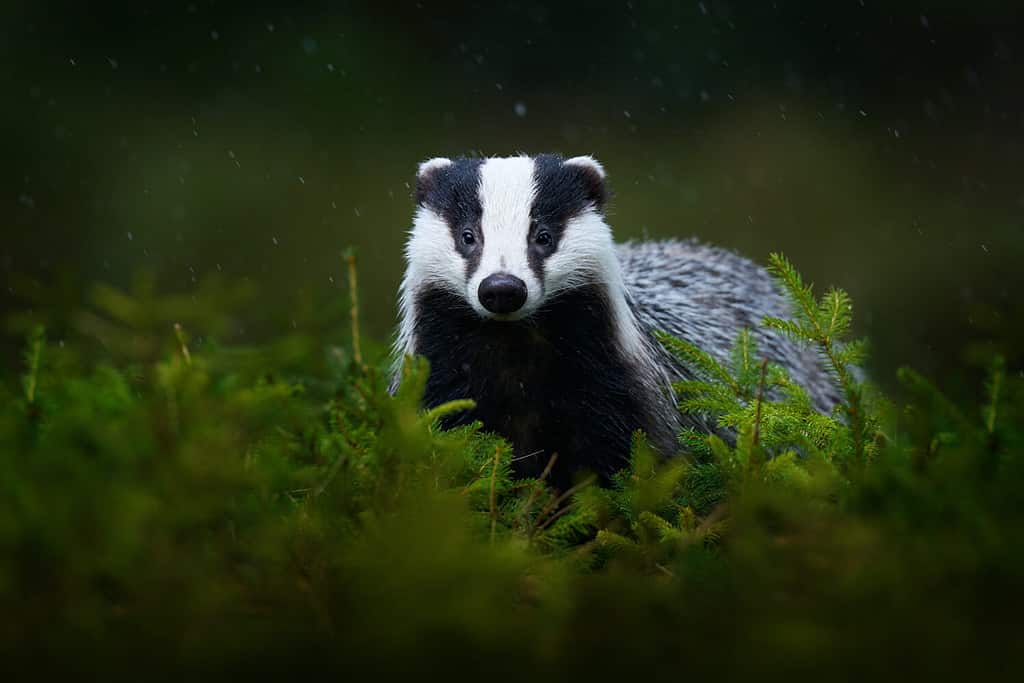 Discover the 15 Strongest Bite Forces of Animals Found in England