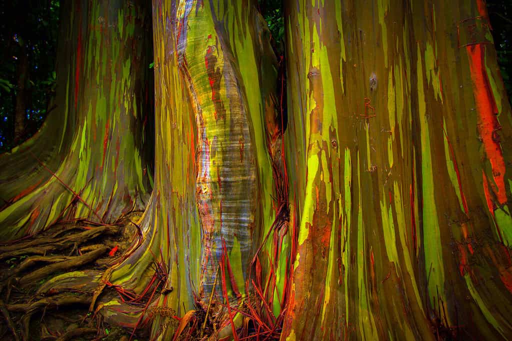 How to Grow a Rainbow Eucalyptus - Your Very Own 