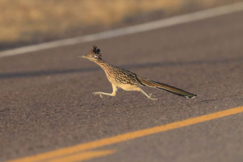 How Fast Do Roadrunners Run? Can They Also Fly?