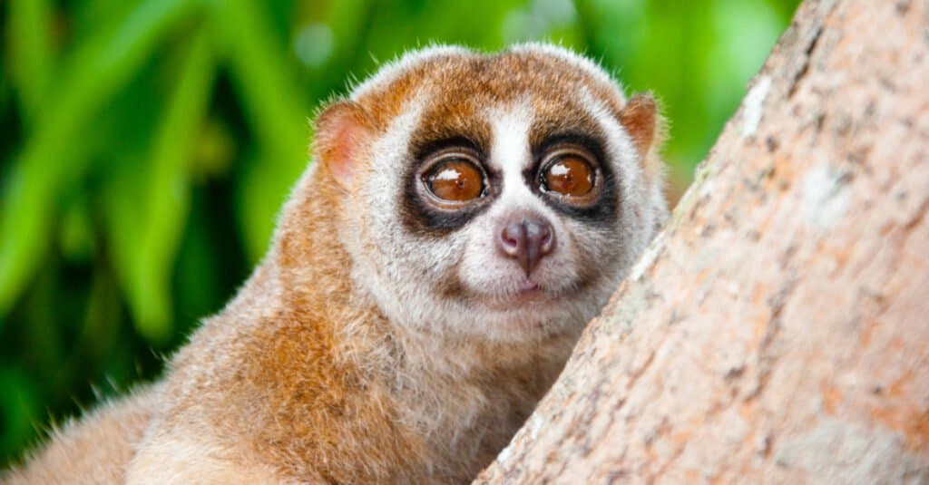 Meet the Slow Loris: The Nocturnal Slow Climbing Primate