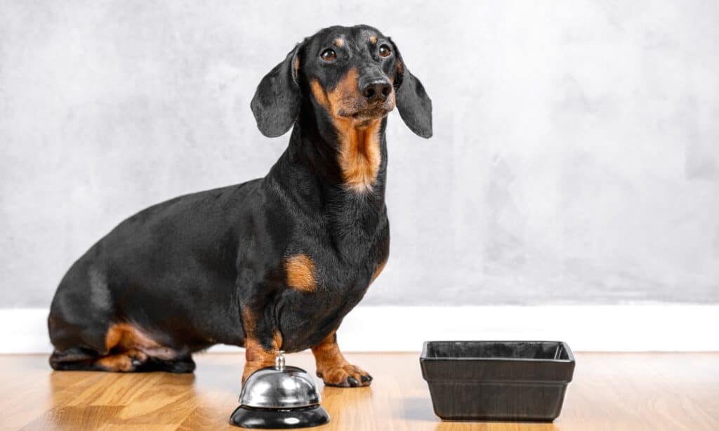 Are Dachshunds the Most Troublesome Dogs? 19 Common Complaints About Them 