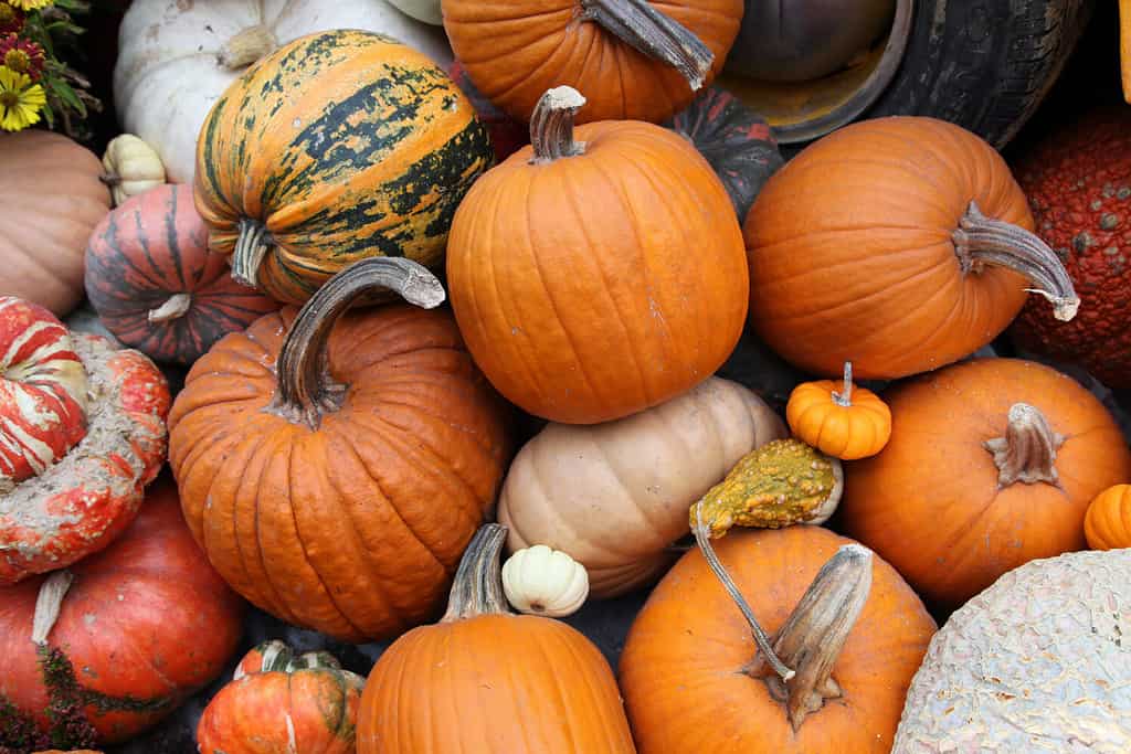 6 Clear Signals Your Pumpkins Are Ready to Be Harvested (Plus Tips on Storing Them) 