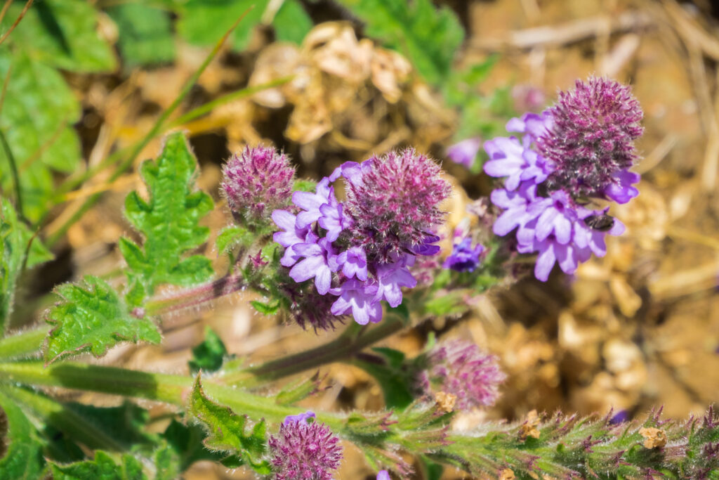 The 12 Most Colorful Fall-Blooming Flowers in Colorado