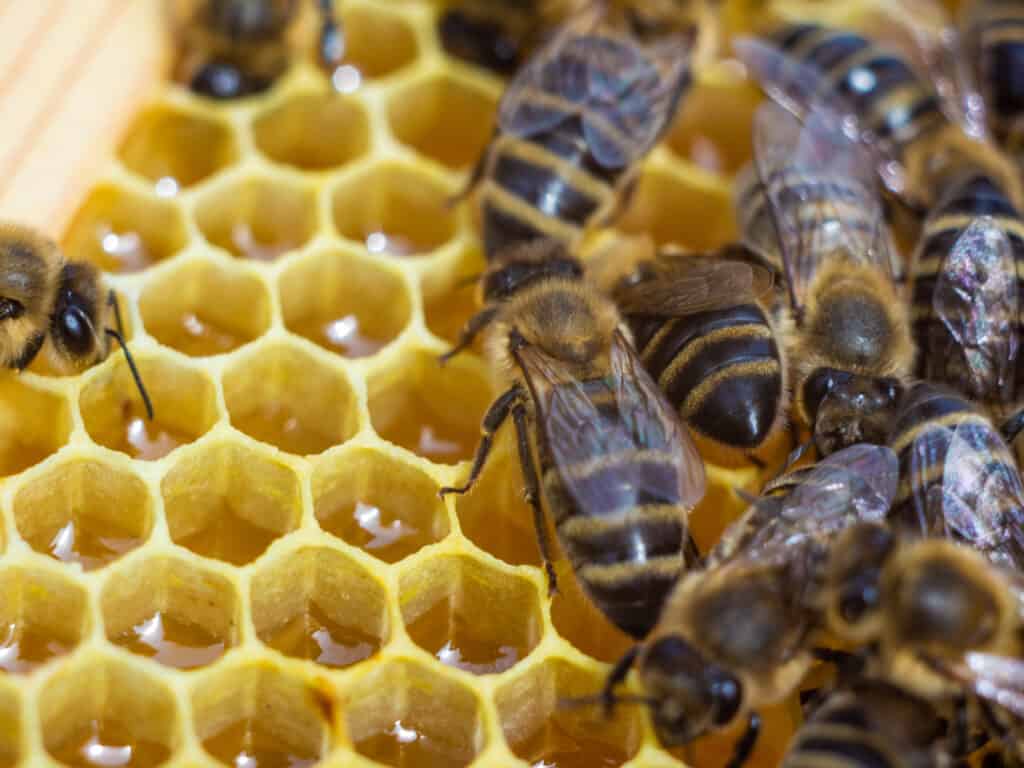 Winterizing Your Beehive: How to Prep Your Bees for the Cold