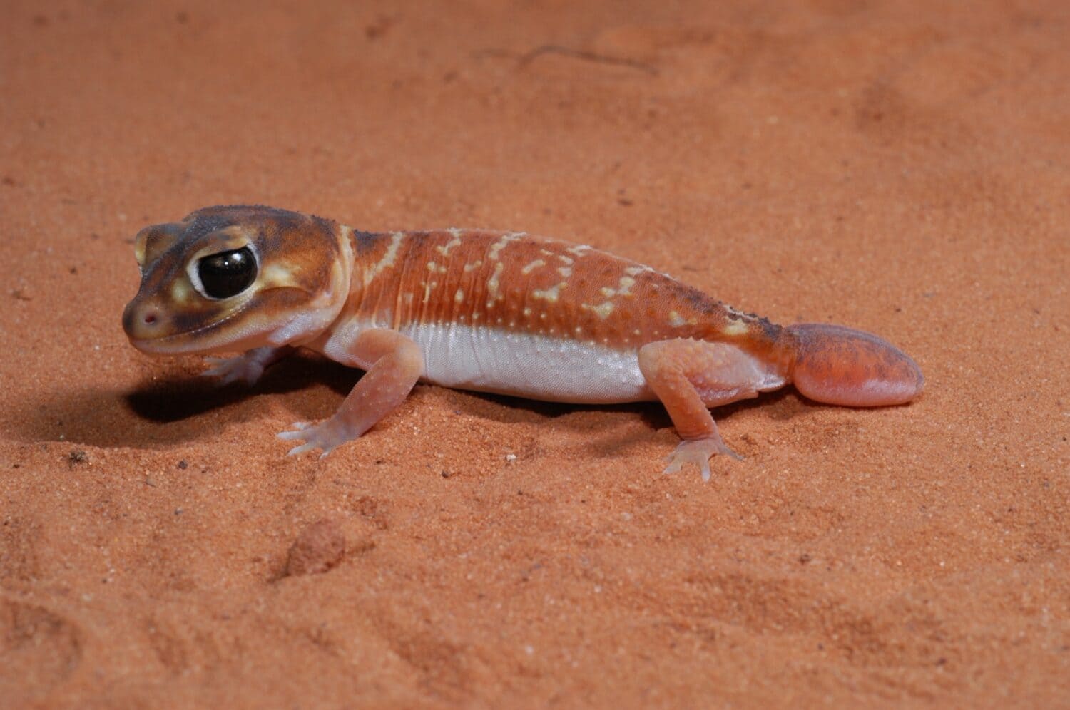 12 Amazing Animals You'll Find Near Australia's Legendary Ayers Rock (Uluru)