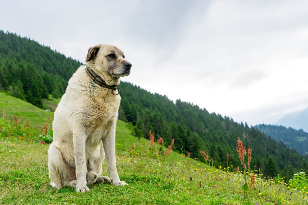 Discover the 15 Strongest Bite Forces of Animals Found in England