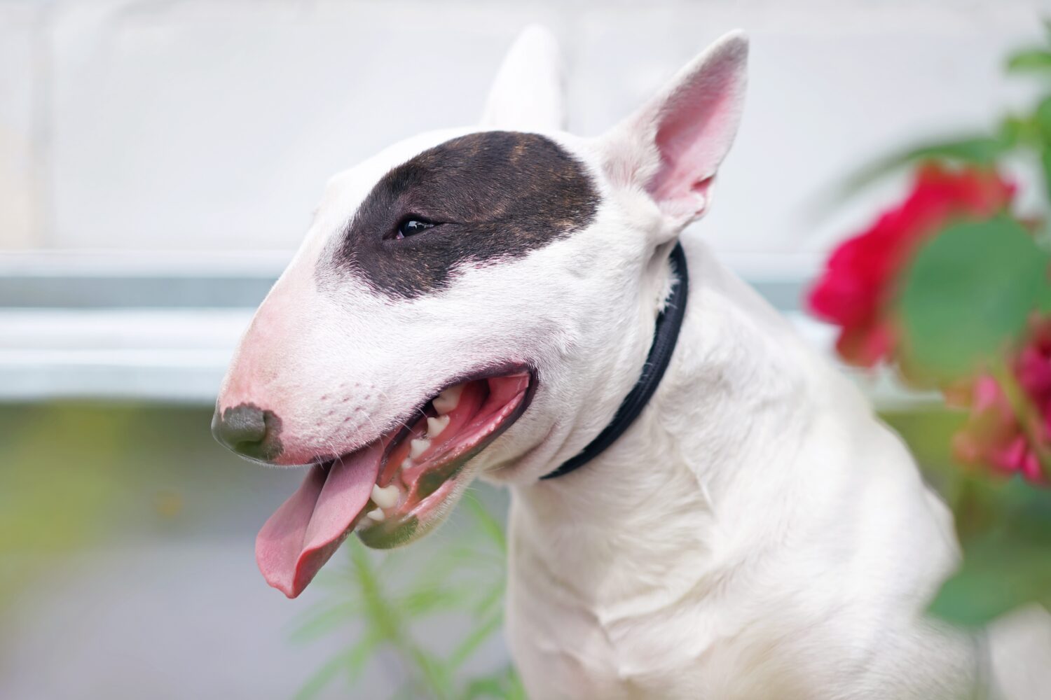 Bull Terrier Prices in 2023: Purchase Cost, Vet Bills, and More!