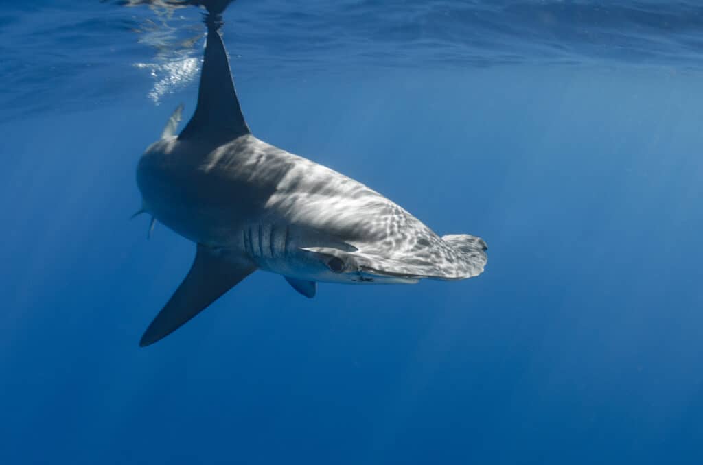 11 Sharks Founds in the Maldives - Is It Safe to Swim?