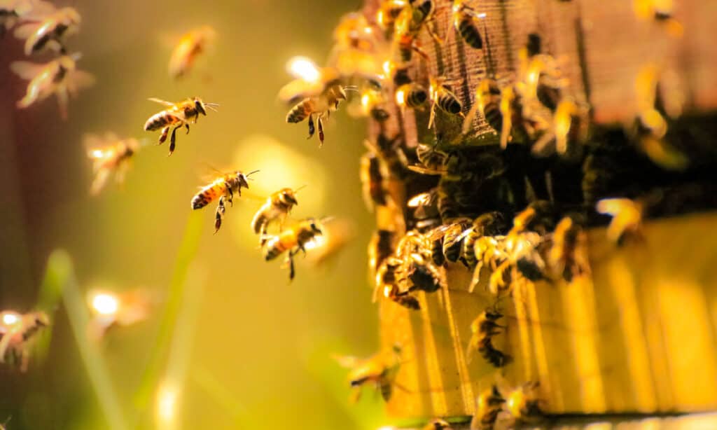 Winterizing Your Beehive: How to Prep Your Bees for the Cold