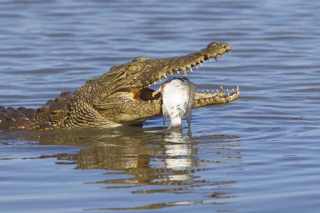 Watch an Alpha Crocodile Anger a Huge Hippo While Wrestling a Wildebeest