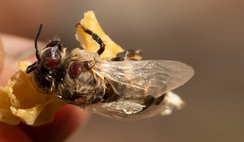 Winterizing Your Beehive: How to Prep Your Bees for the Cold