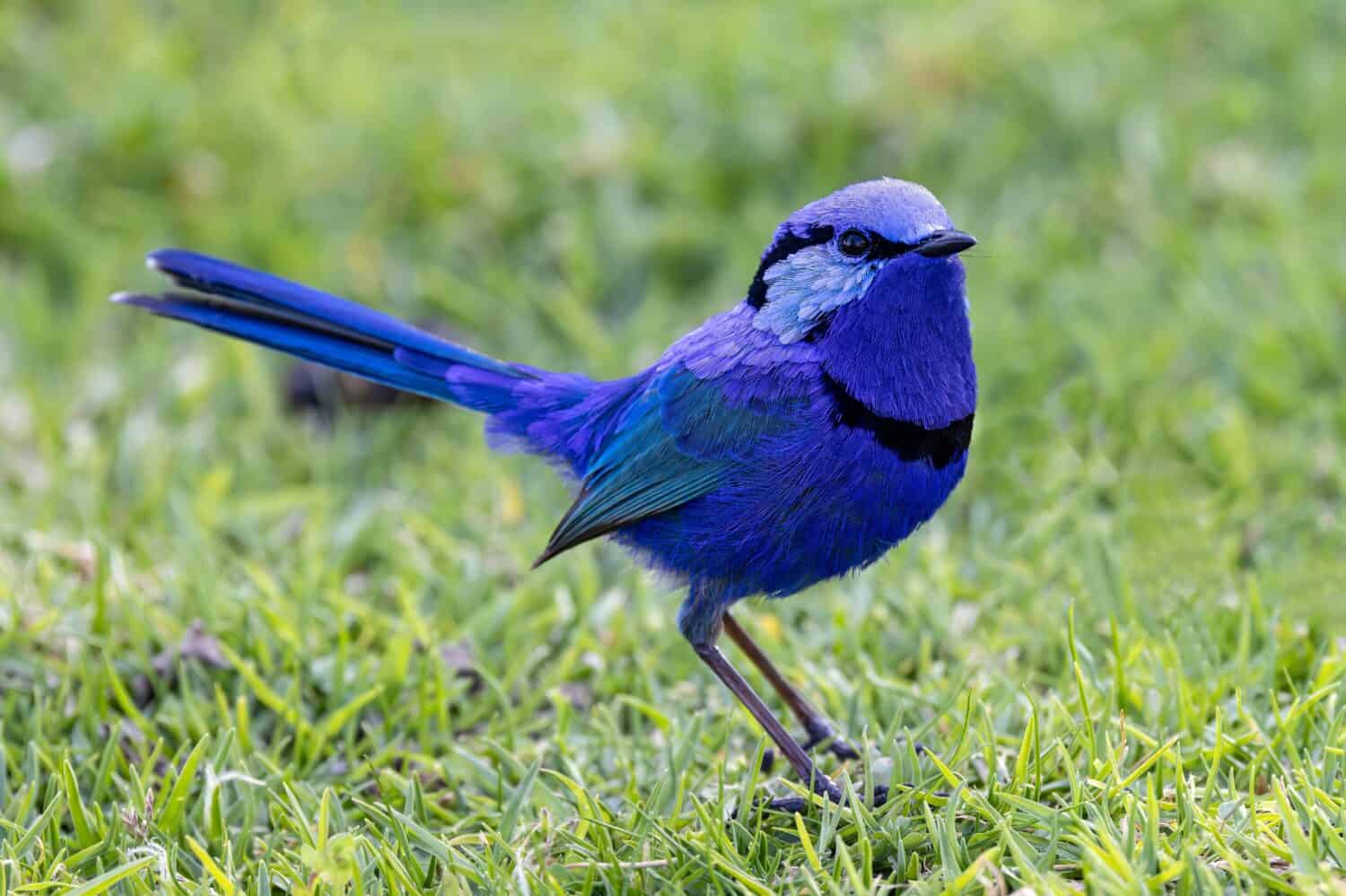 12 Amazing Animals You'll Find Near Australia's Legendary Ayers Rock (Uluru)