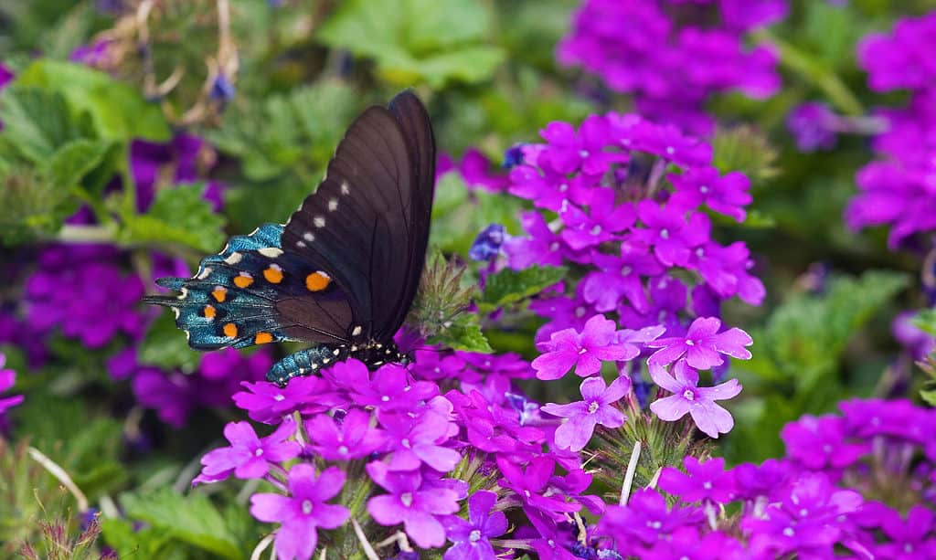 The 12 Most Colorful Fall-Blooming Flowers in Colorado