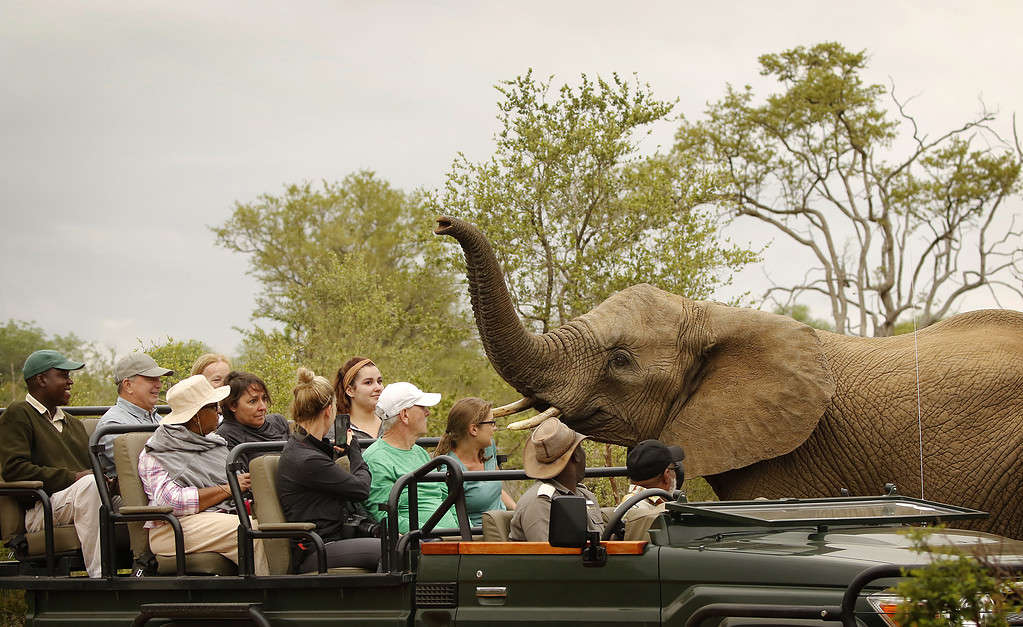 10 Amazing Vacation Animal Encounter Locations That Get You Up Close with Exotic Animals