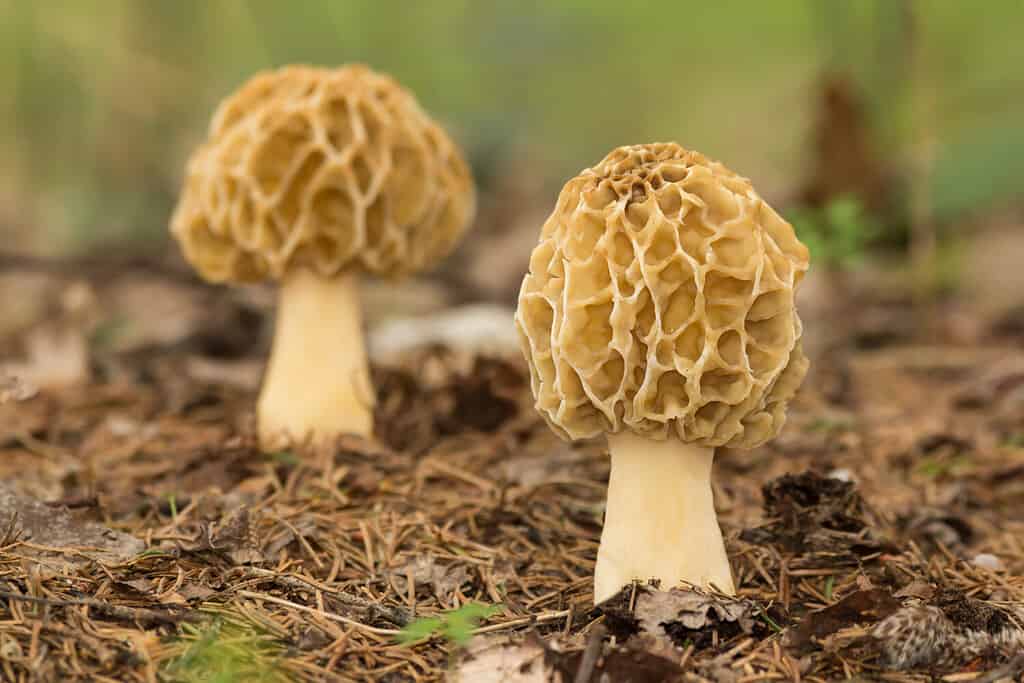 Mushroom Hunting in Alabama: A Complete Guide