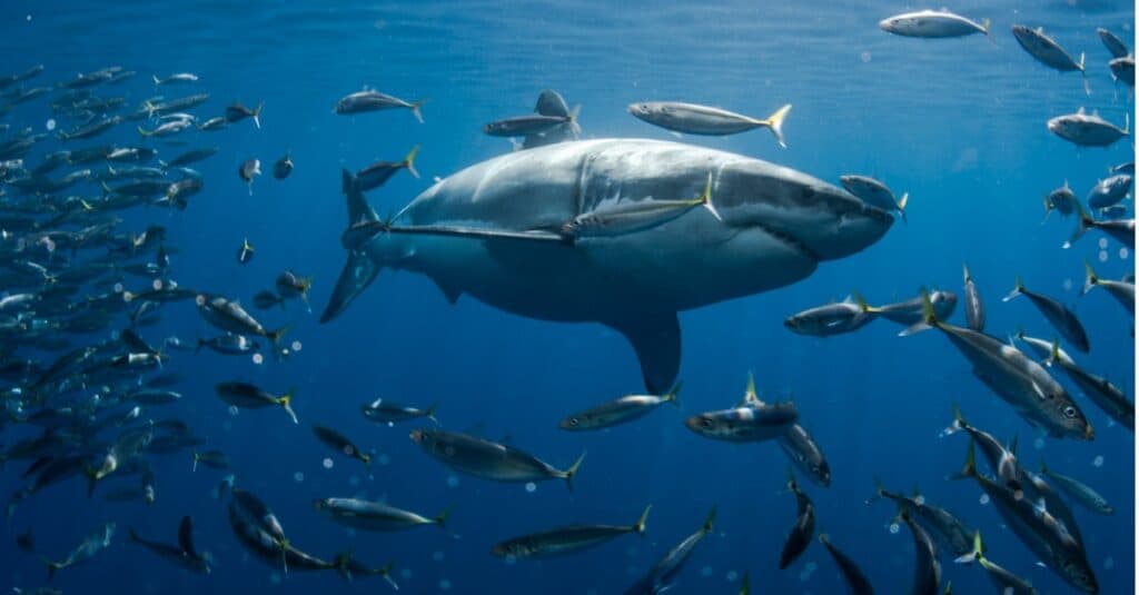 See a Great White Shark Swim Ridiculously Close to Shore at California Beach