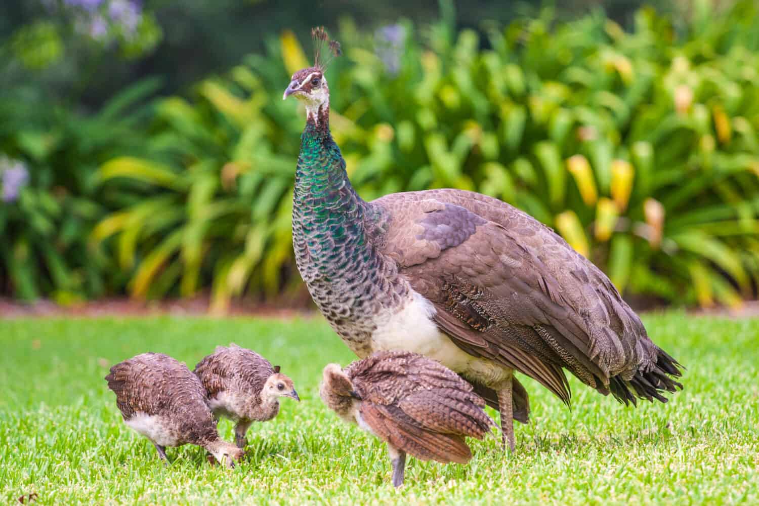 Baby Peacock: # Pictures and # Incredible Facts