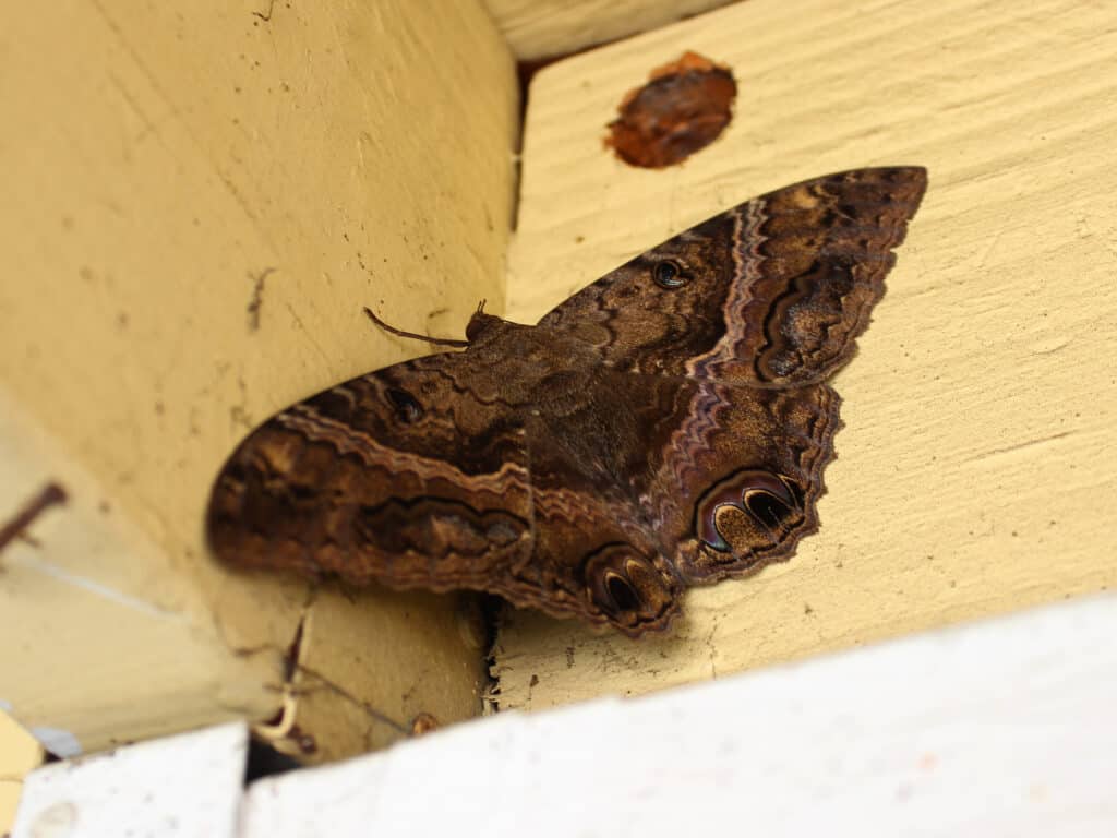 The 15 Most Common Moths You'll Find in Texas