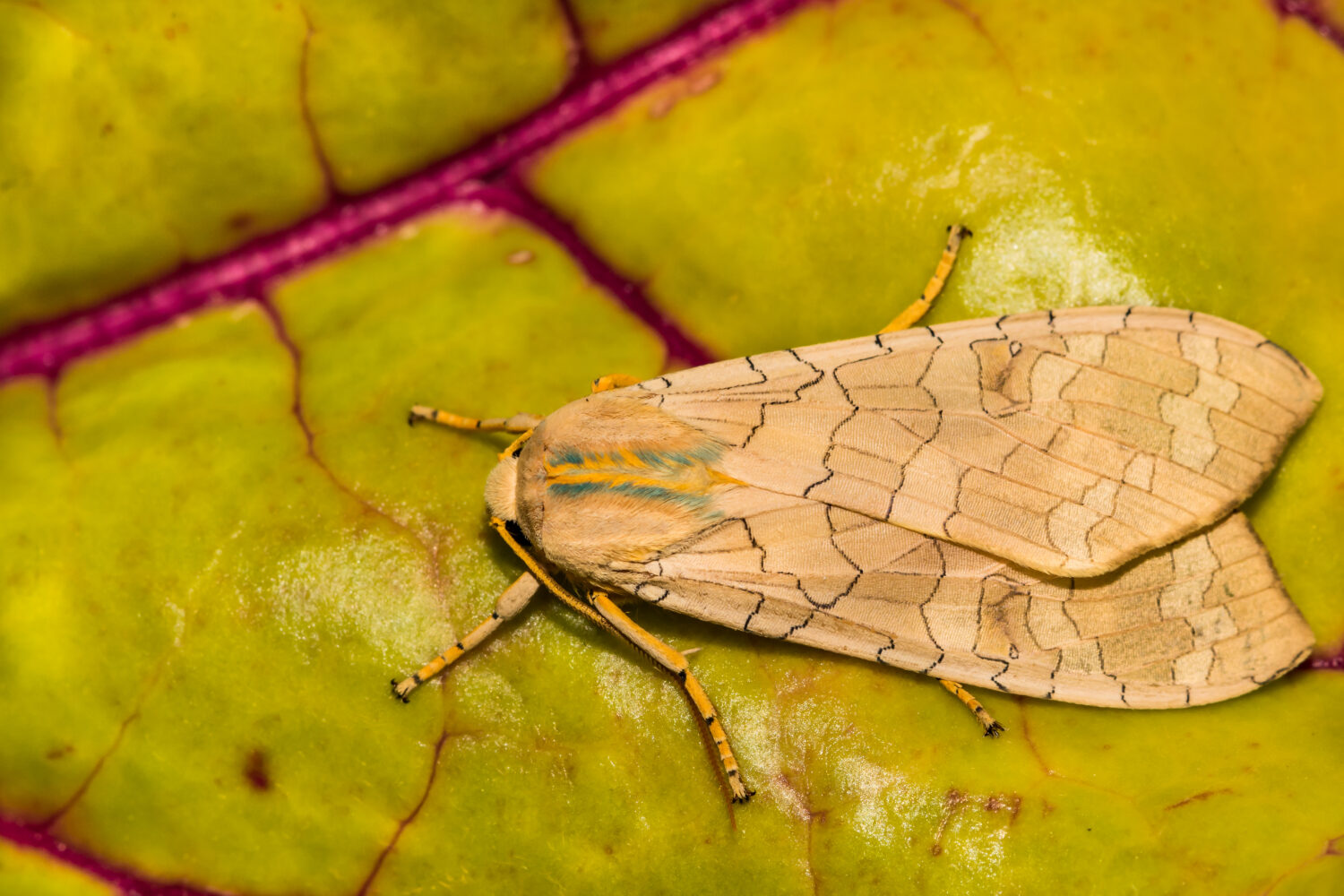 The 15 Most Common Moths You'll Find in Texas