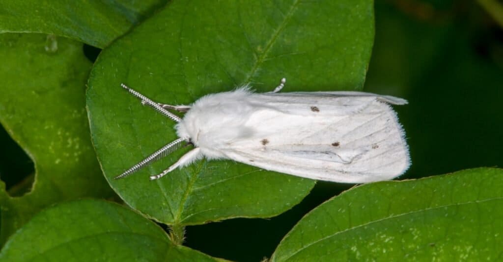 The 15 Most Common Moths You'll Find in Texas