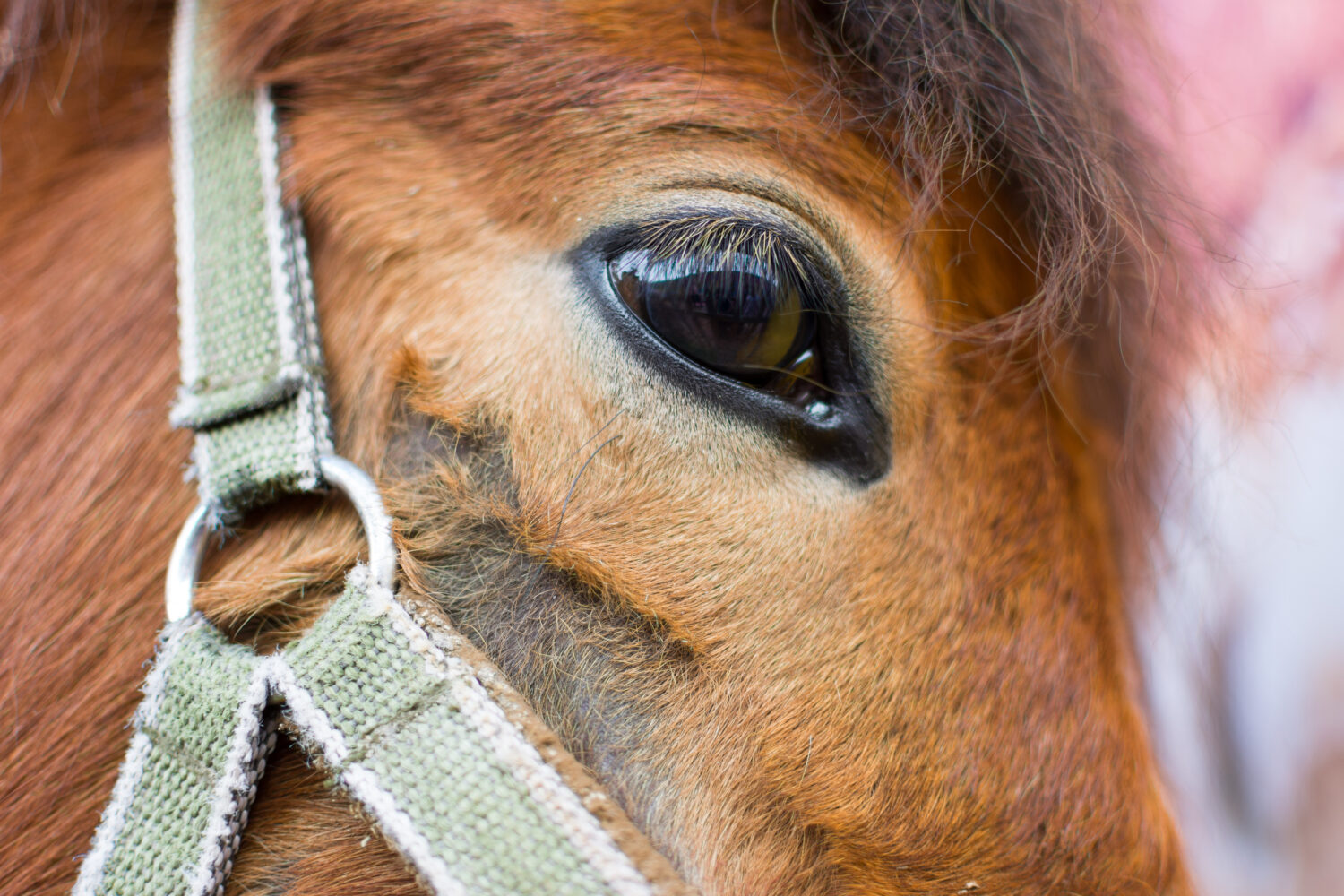 6 Common Reasons Owners and Trainers Cover Horses' Eyes