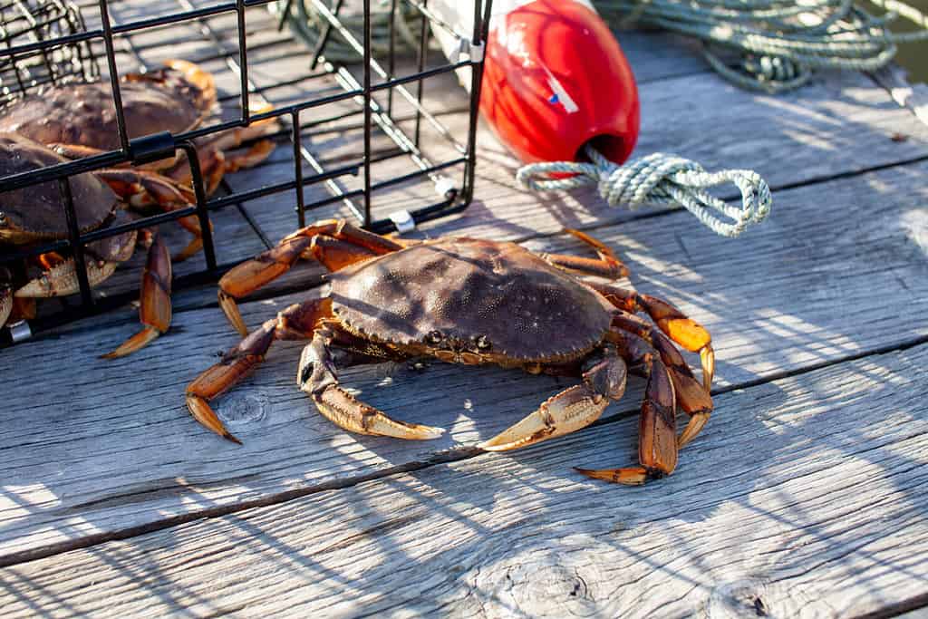 Alaska Crabbing Season: Timing, Bag Limits, and Other Important Rules