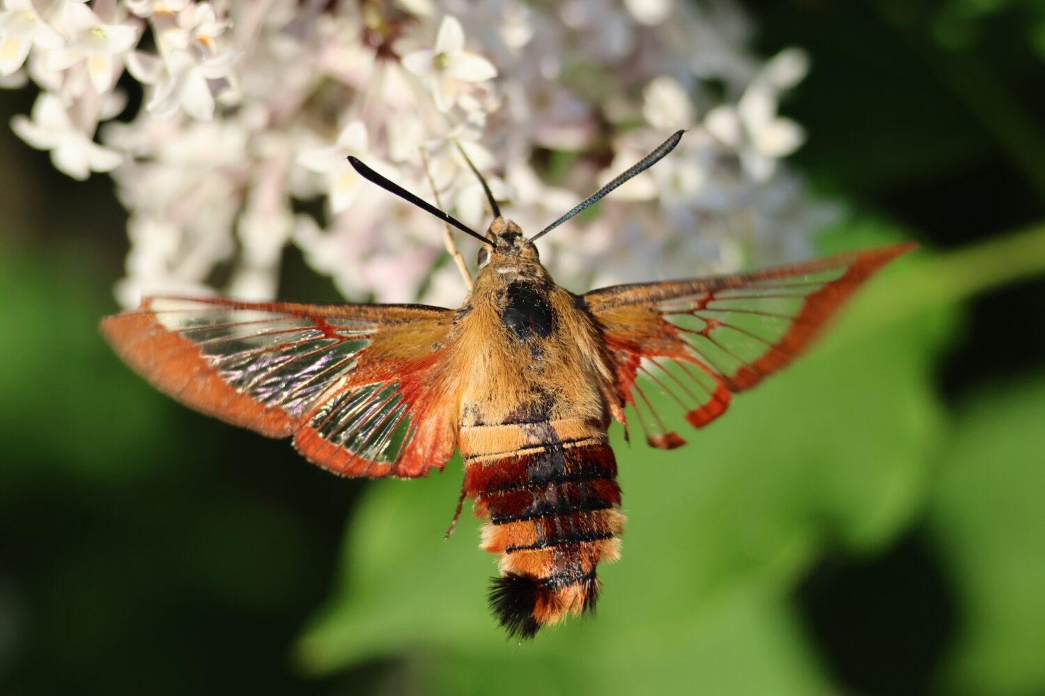 The 15 Most Common Moths You'll Find in Texas