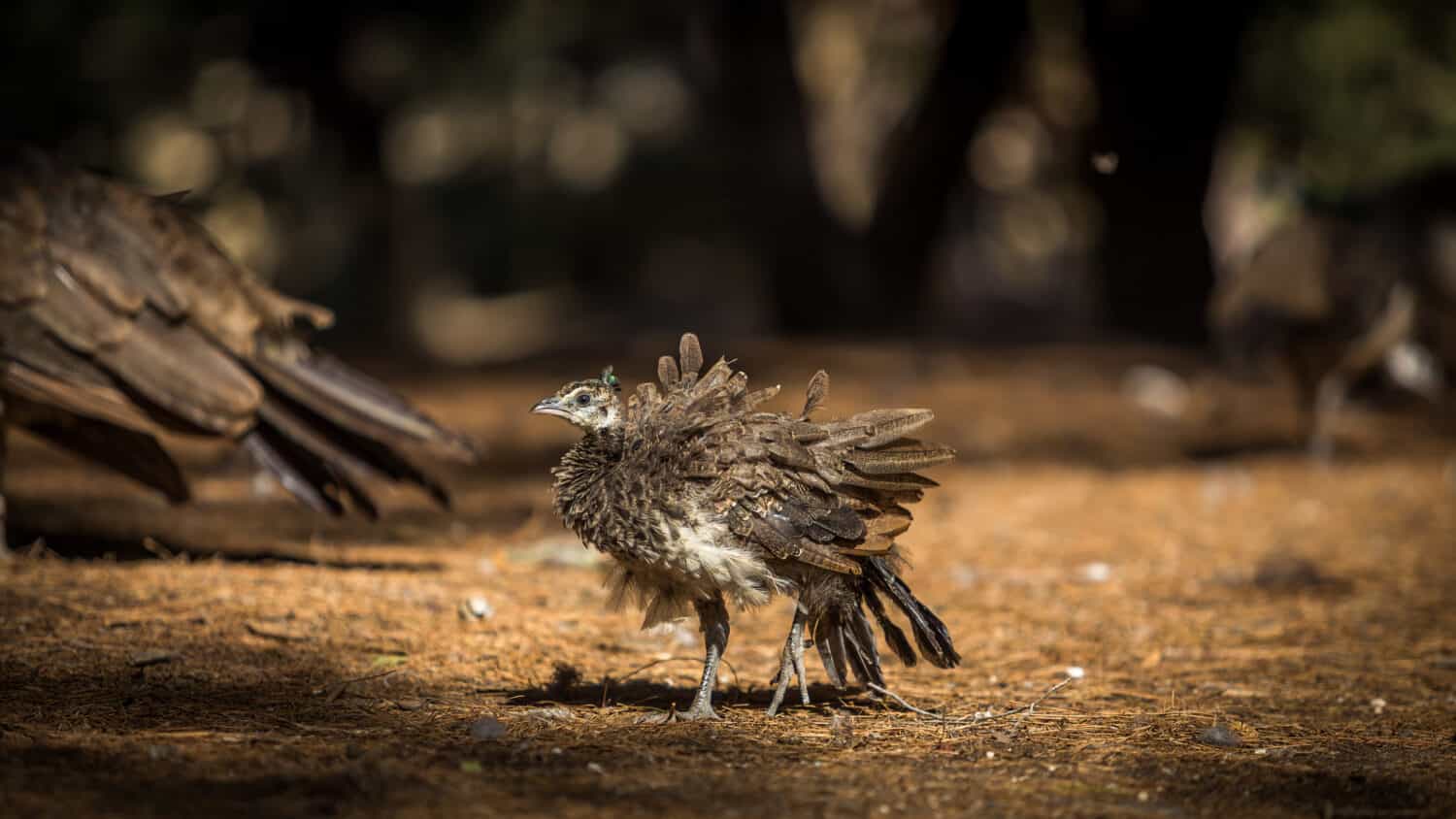 Baby Peacock: # Pictures and # Incredible Facts