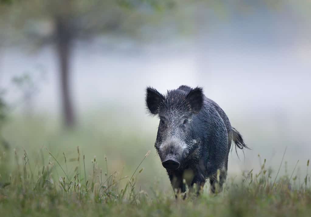 Discover the 15 Strongest Bite Forces of Animals Found in England