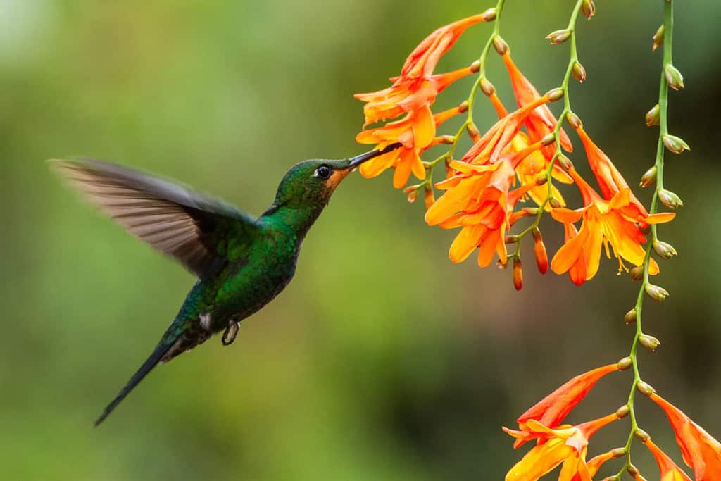 Hummingbird Uses Its Flat-Ended Tail to Smack Away Bees Trying To Go For Its Goods