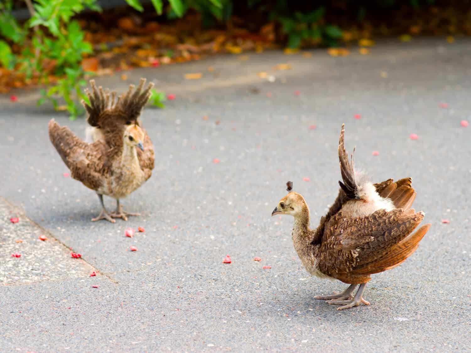 Baby Peacock: # Pictures and # Incredible Facts