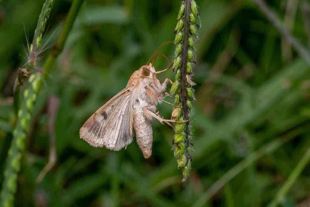 The 15 Most Common Moths You'll Find in Texas