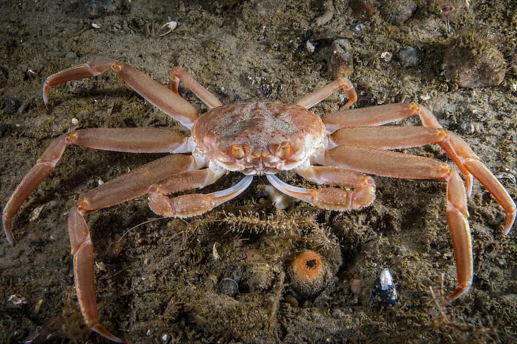 Alaska Crabbing Season: Timing, Bag Limits, and Other Important Rules