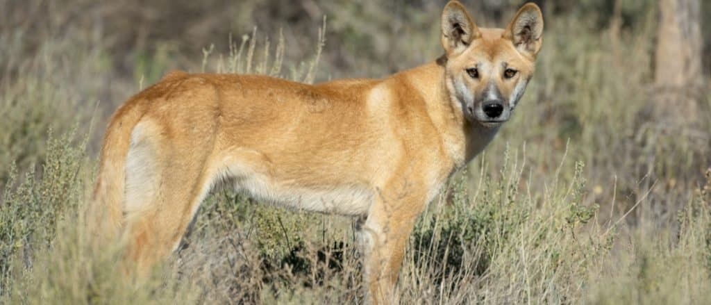 12 Amazing Animals You'll Find Near Australia's Legendary Ayers Rock (Uluru)