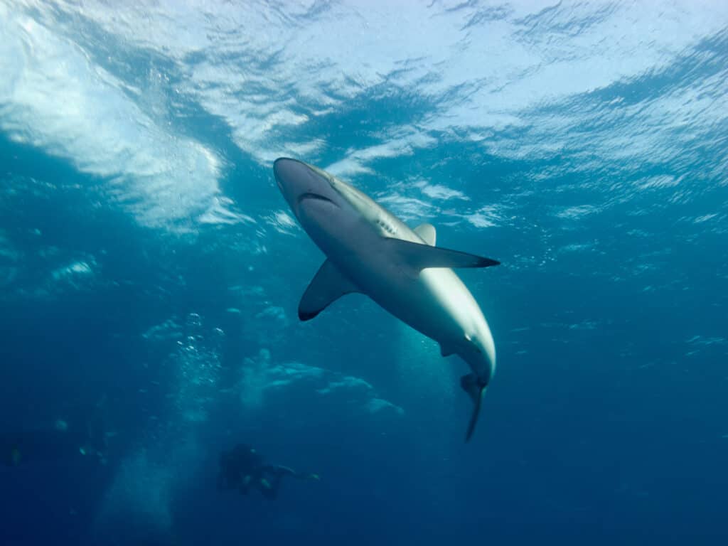 11 Sharks Founds in the Maldives - Is It Safe to Swim?