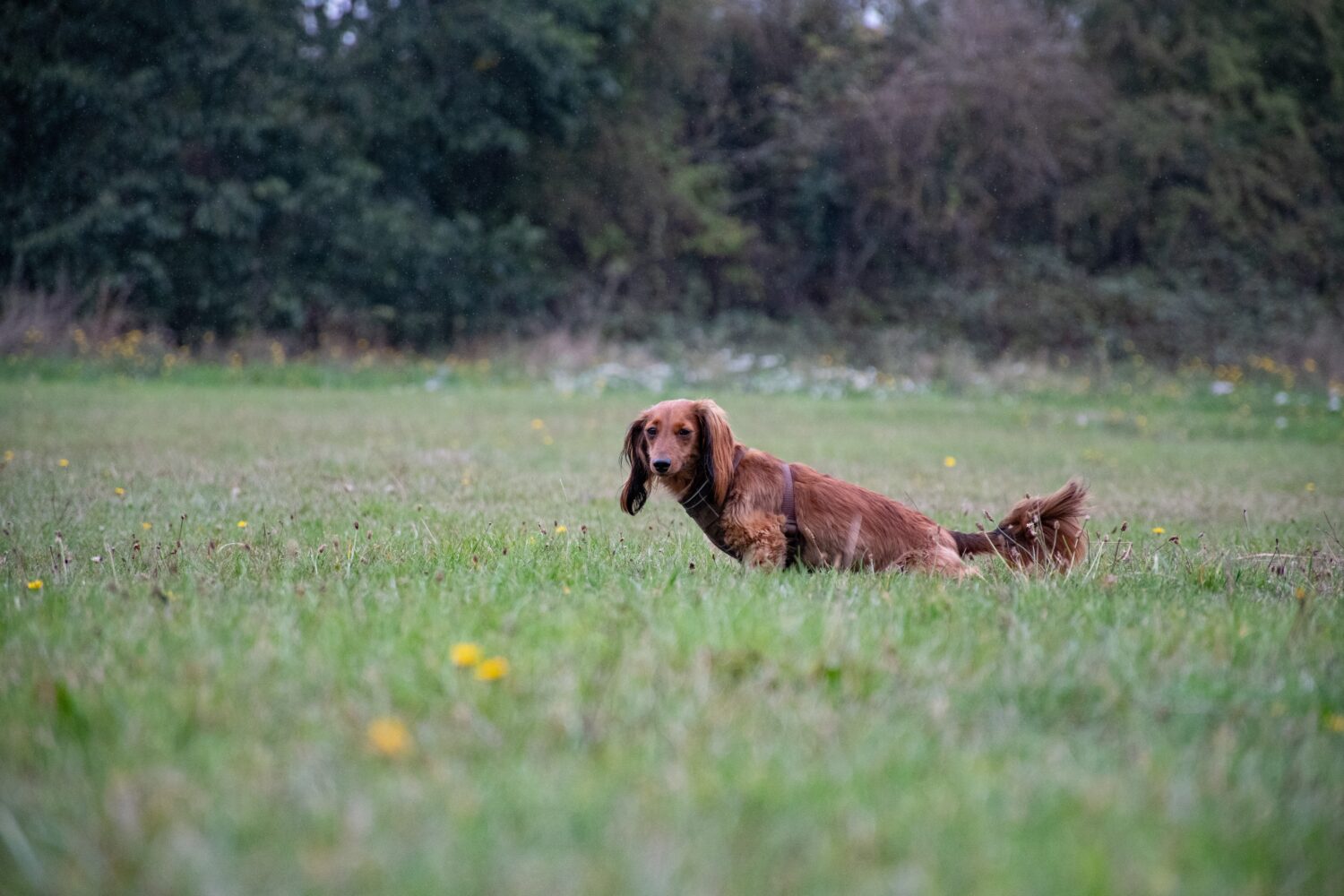 Are Dachshunds the Most Troublesome Dogs? 19 Common Complaints About Them 