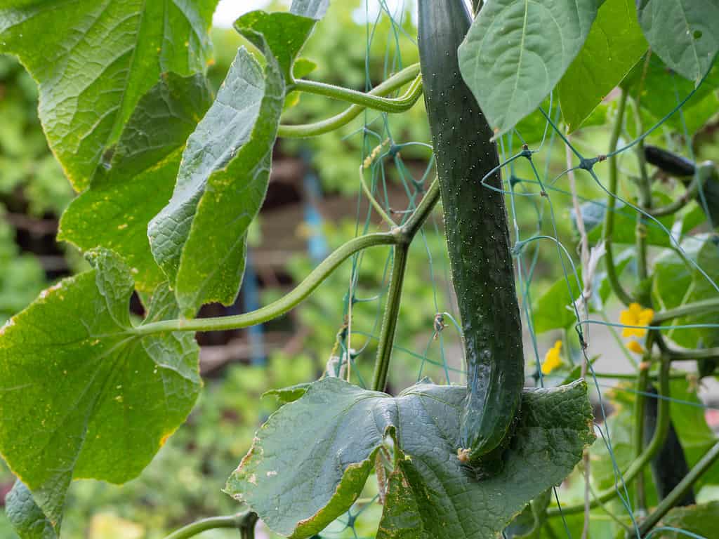 The Longest Cucumber Ever Grown Was as Long as a Child