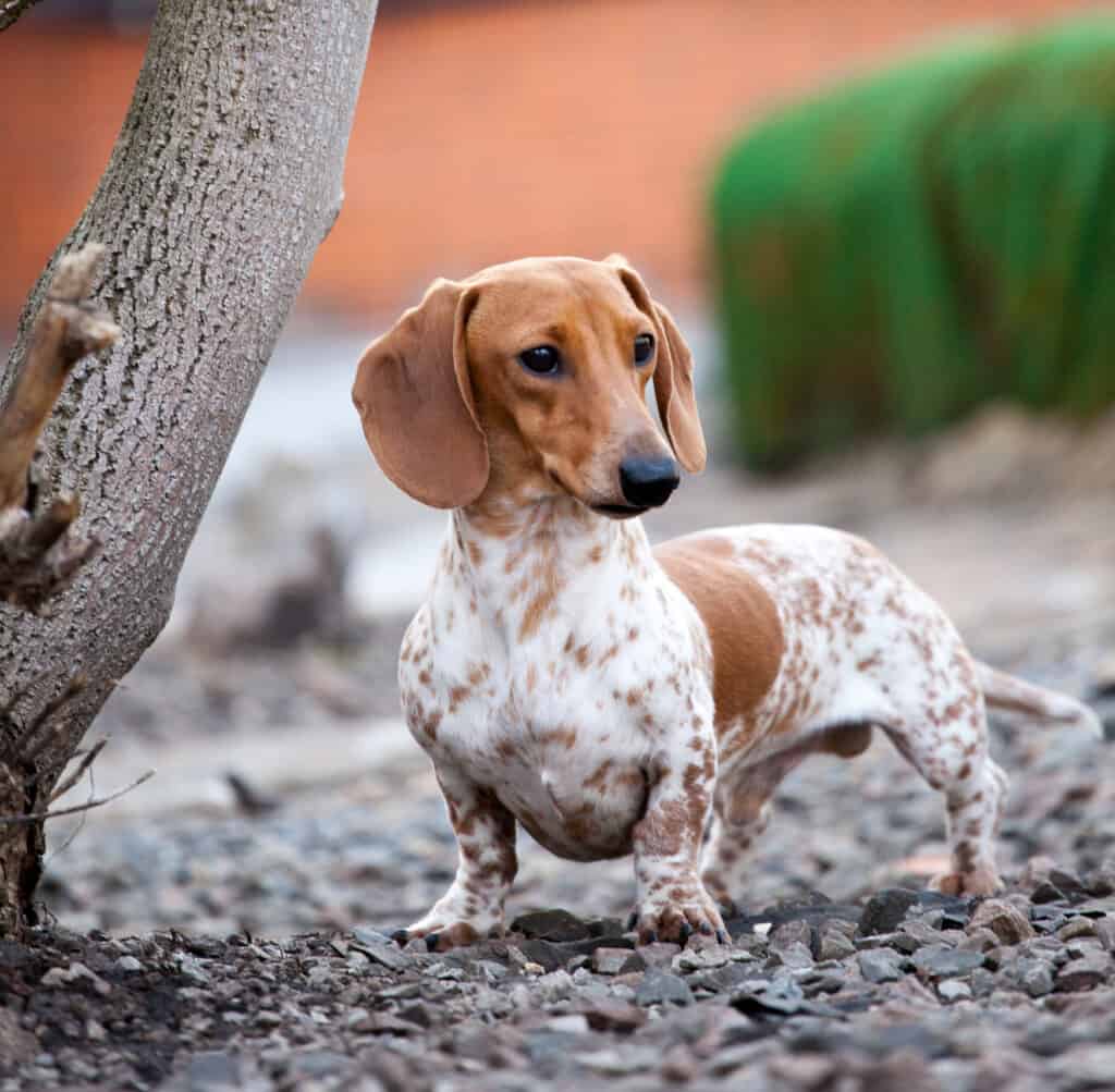 Are Dachshunds the Most Troublesome Dogs? 19 Common Complaints About Them 