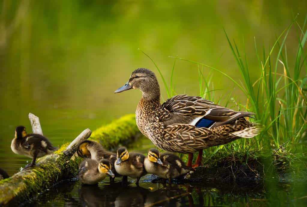 Discover Why Ducks Have Genitalia In the Shape of Corkscrews