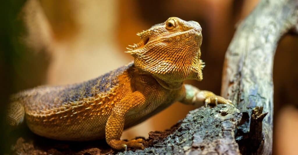 10 Great and Safe Toys for a Happy Bearded Dragon