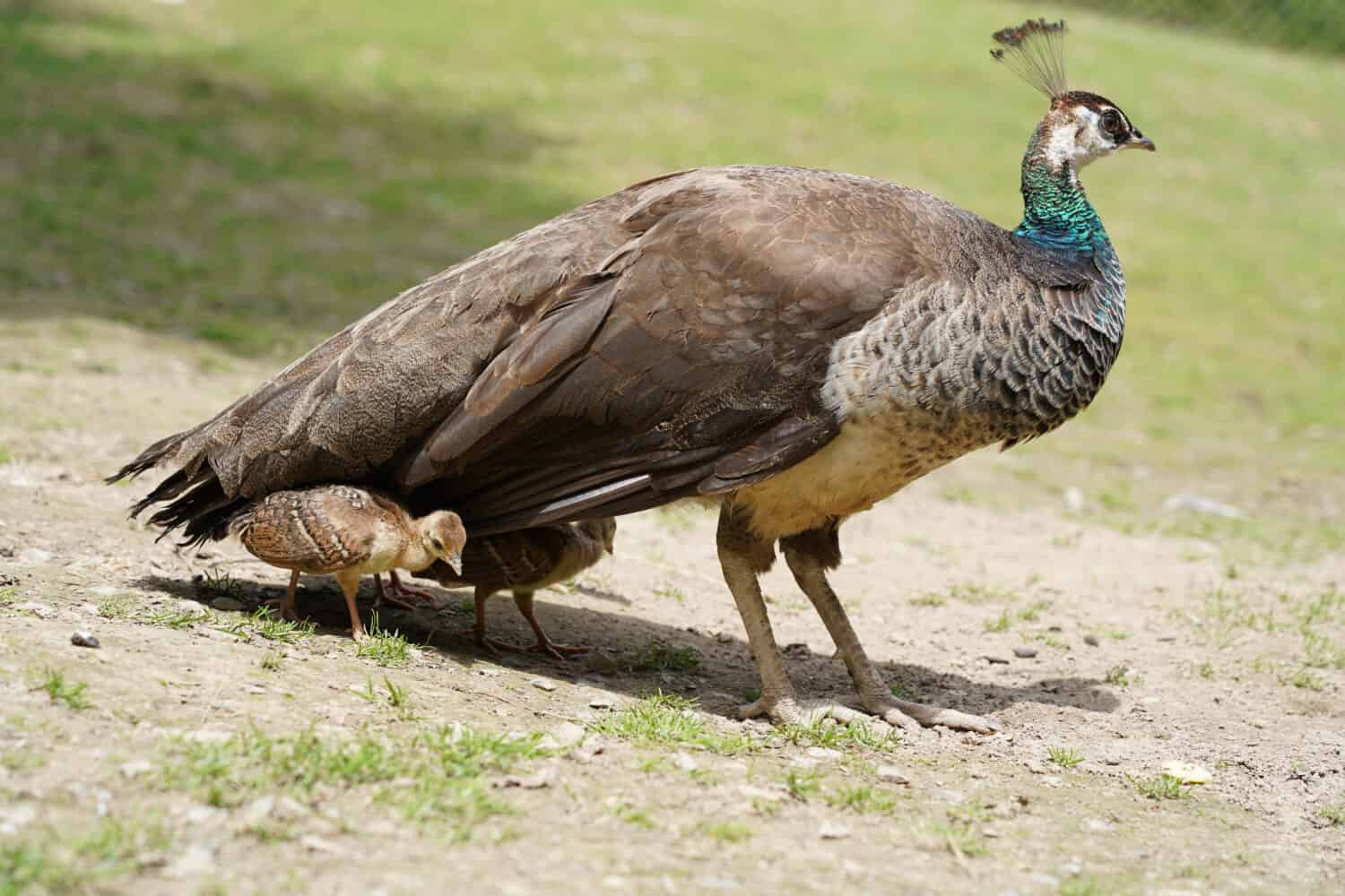 Baby Peacock: # Pictures and # Incredible Facts