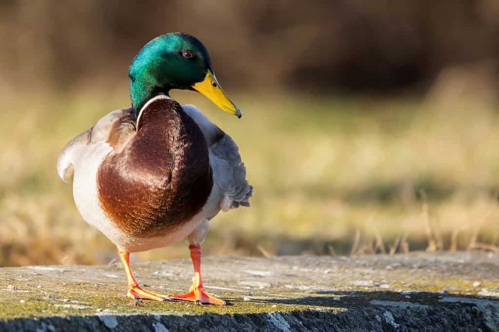 Discover Why Ducks Have Genitalia In the Shape of Corkscrews