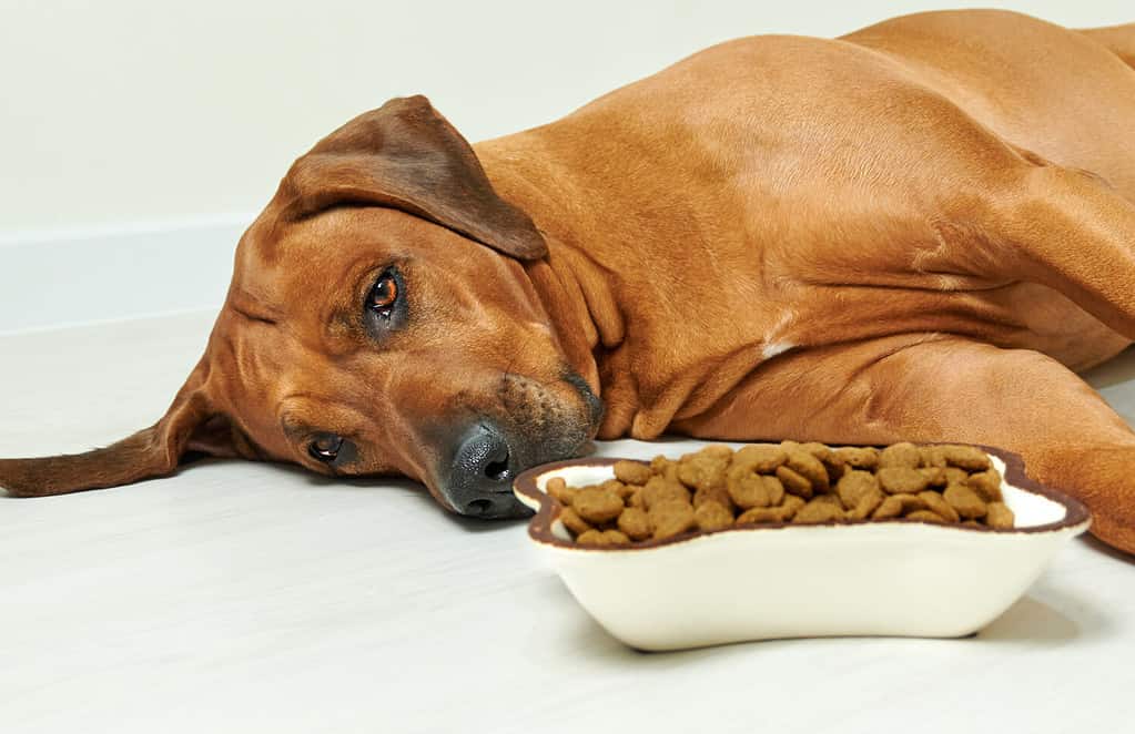 Discover the Best Homemade Weight Gainers for Dogs 