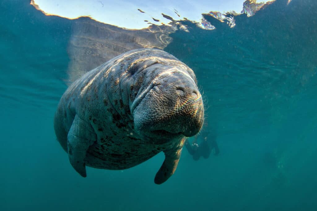 Mysterious Manatee Found in Rhode Island Found Dead