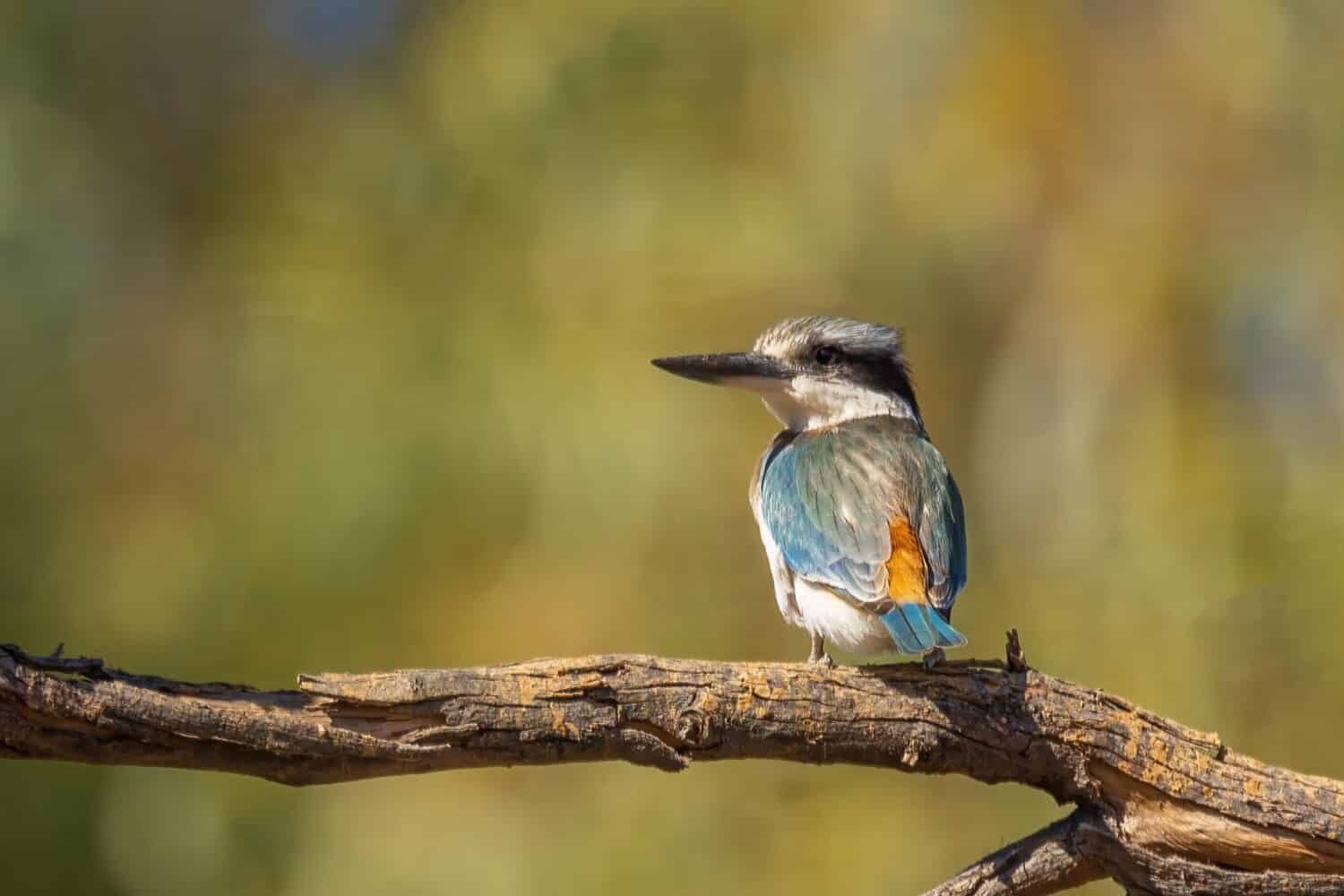 12 Amazing Animals You'll Find Near Australia's Legendary Ayers Rock (Uluru)