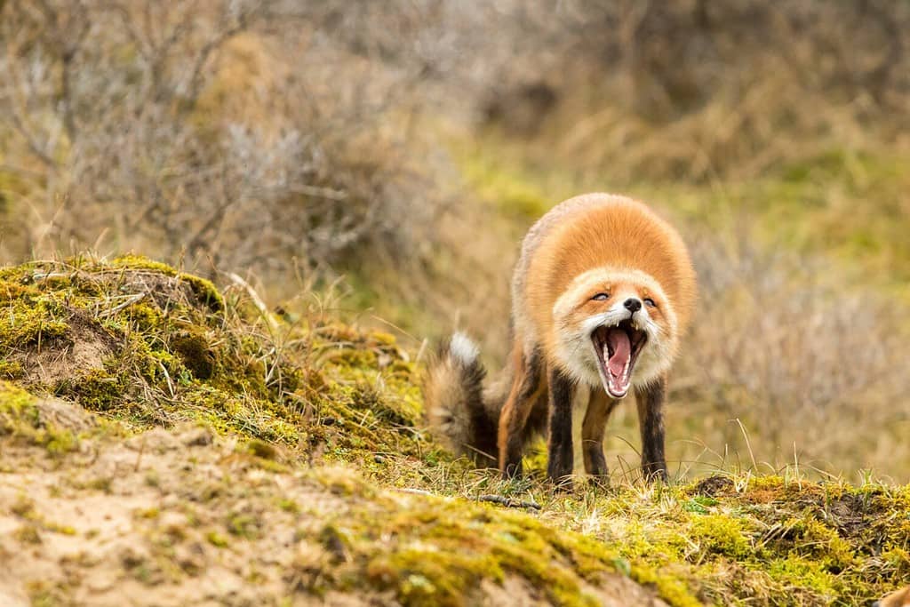 Discover the 15 Strongest Bite Forces of Animals Found in England