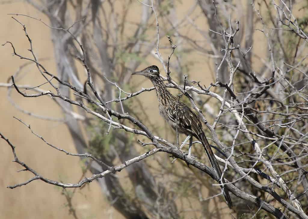 How Fast Do Roadrunners Run? Can They Also Fly?