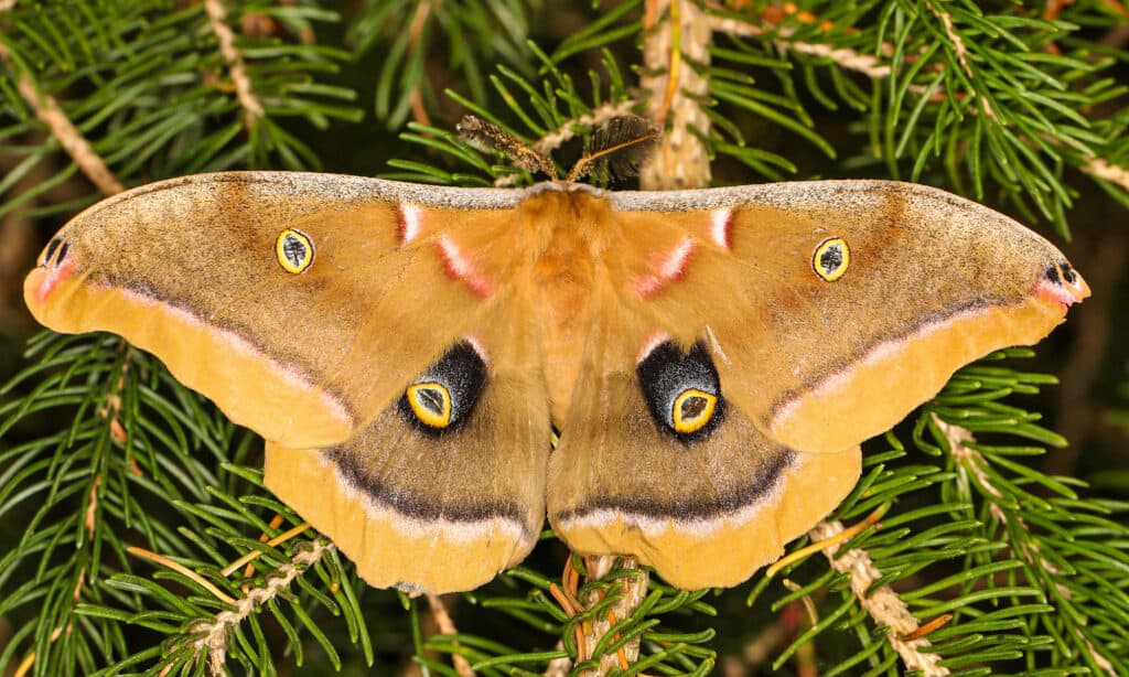 The 15 Most Common Moths You'll Find in Texas